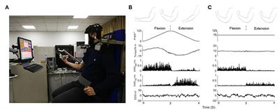 Corticomuscular Coherence for Upper Arm Flexor and Extensor Muscles During Isometric Exercise and Cyclically Isokinetic Movement